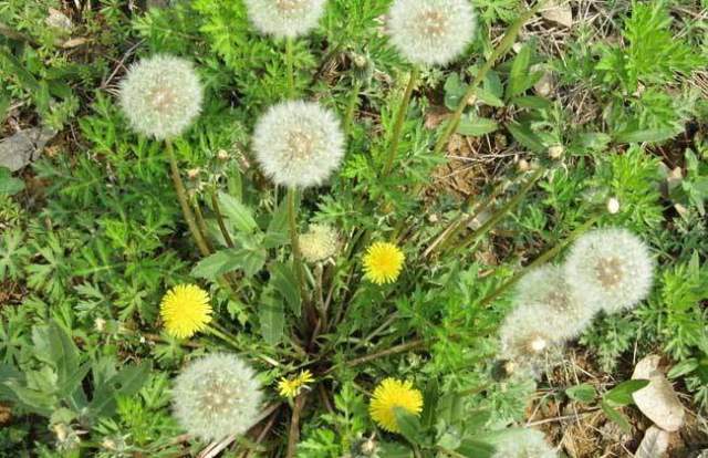 重庆：千亩鲜花港公园预计今年国庆开业“ky开元集团”(图4)