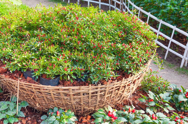 【声音】加油，米哈！|ky开元集团