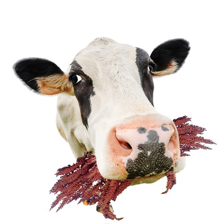 KY.COM：偏爱老将？盘点老妇人5大30+引援 中超旧将在列(图1)