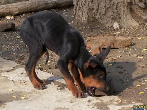 ZabeelSaray酒店奥斯曼帝国再现迪拜【kycom】(图2) ZabeelSaray酒店奥斯曼帝国再现迪拜【kycom】(图2)