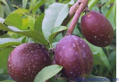 景观设计,是人文景观和路网的设计结合：ky开元集团(图1)